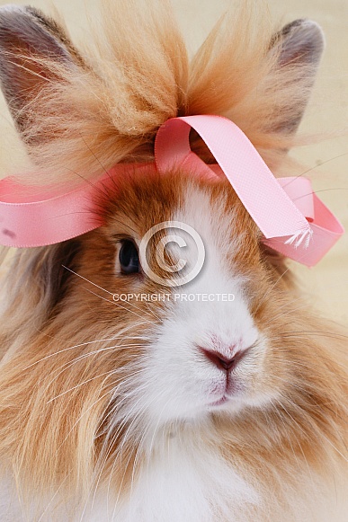 Pet Rabbit With Pink Ribbon