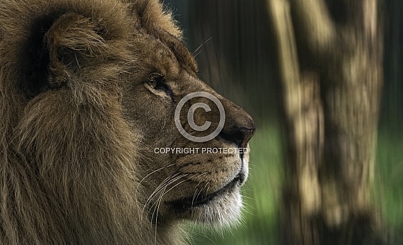 African Lion Side Profile Close Up