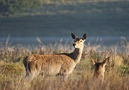 Female Red Deer