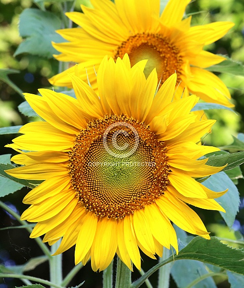 Giant Mammoth Sunflower
