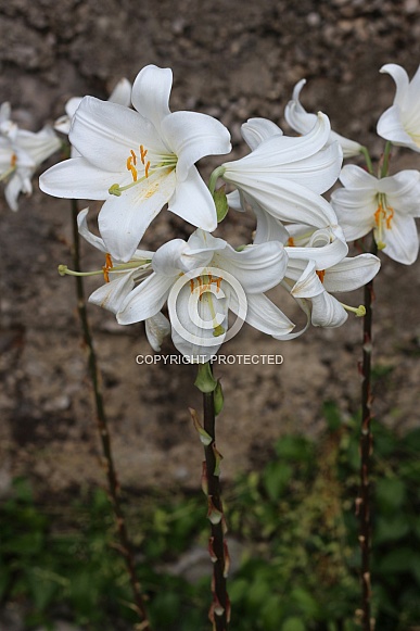 White Lily Flowers