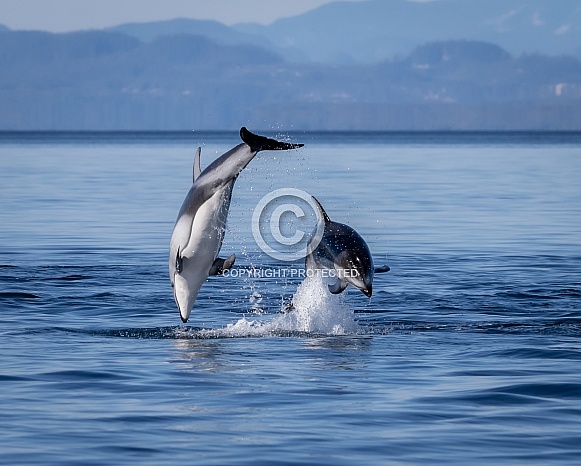 Pacific White Sided Dolphins jumping