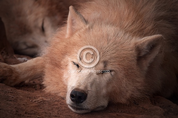 Arctic Wolf Sleeping