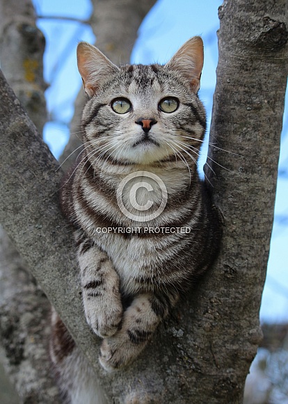 Tabby Kitten Up In the Olive Tree