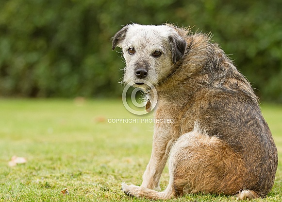Elderly Border Terrier Portrait