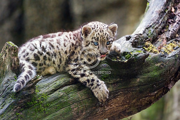 cute snow leopard on branch