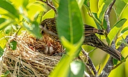 Red-Winged Blackbird mom feeding babies