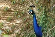 Common peacock (Pavo cristatus)
