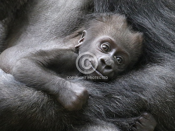 Lowland Gorilla Baby