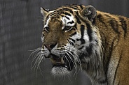 Amur Tiger Head Shot Close Up