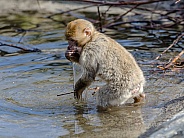 Barbary macaque