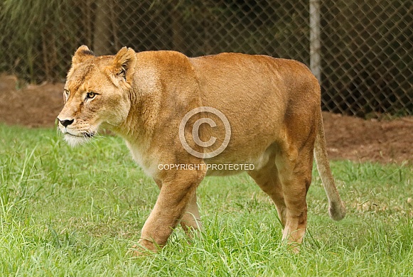 Tawny Lioness