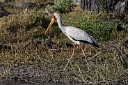 Young Yellow-billed Stork - Okavango Delta - Botswana