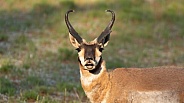 Pronghorn antelope, Antilocarpra americana