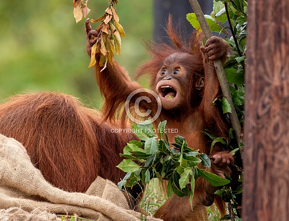 Baby Sumatran Orangutan Mouth Open Reaching For Leaves