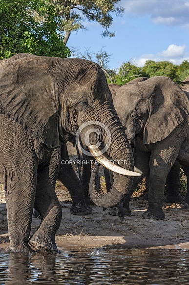 African Elephants (Loxodonta africana) - Botswana