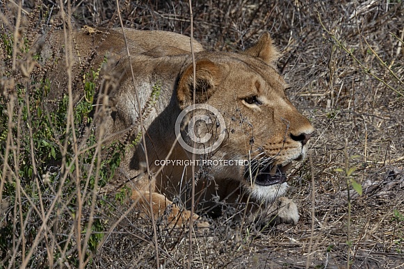 Lioness hunting (Panthera leo)