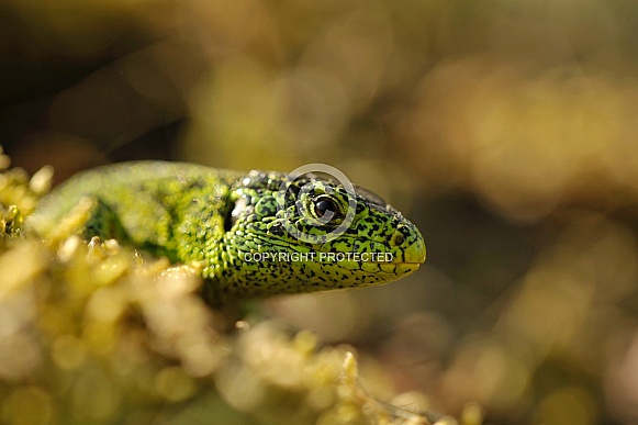 Green Sand Lizard