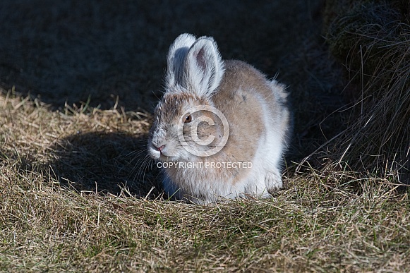 Early Spring Snowshoe Hare in Alaska