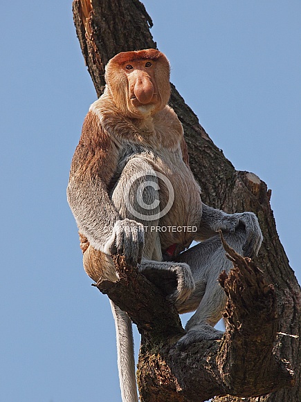 proboscis monkey (Nasalis larvatus)