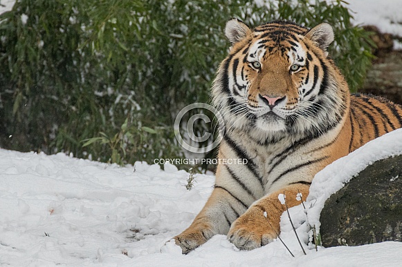 Siberian Tiger(Panthere Tigris Altaica)
