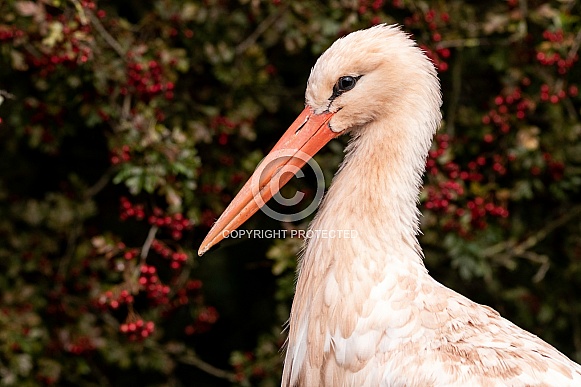 White Stork Close Up Side Profile