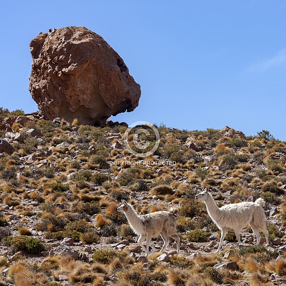 Llama - Atacama Desert - Chile