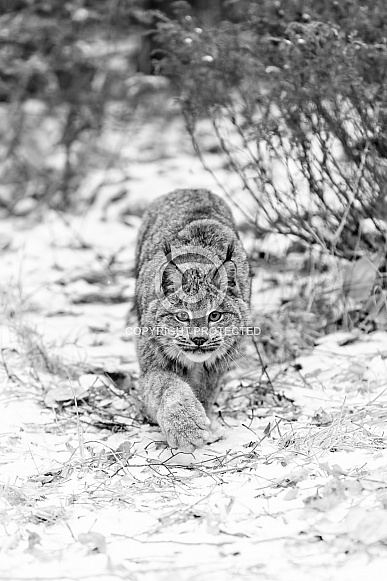 Canada Lynx-Stalking Lynx
