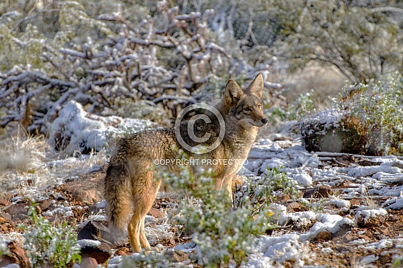 Coyote in the Desert Snow