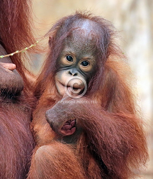 young orangutan