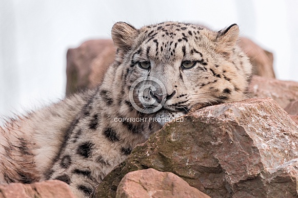 Snow Leopard Resting On Rocks