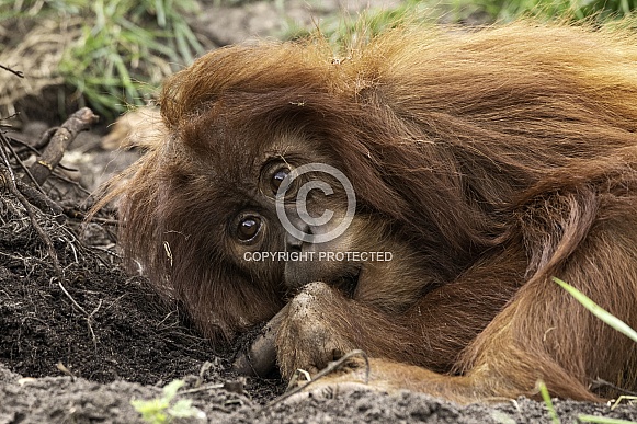 Young Sumatran Orangutan Lying Down