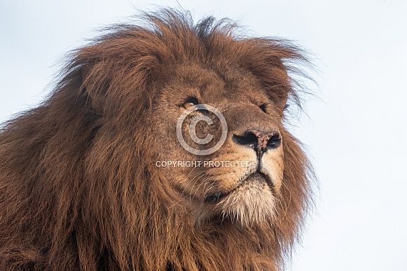 African Lion Looking To Sky
