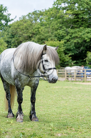 Dapple Grey Highland Pony