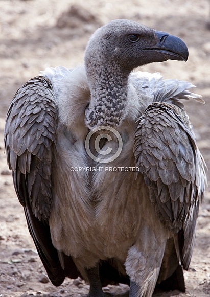 Whitebacked Vulture - Zimbabwe