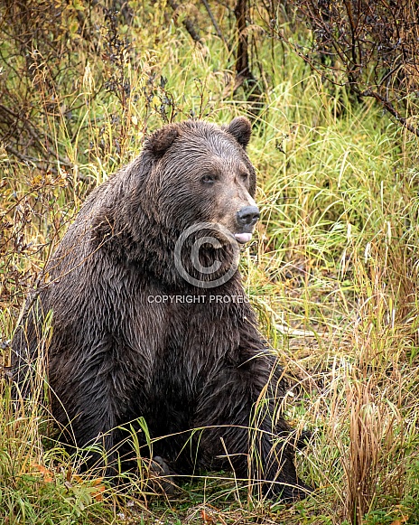 Grizzly Bear in Alaska sitting and poking his tongue out