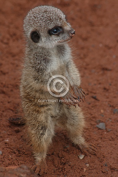 Baby Meerkat Standing Tall