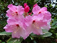 Pink Rhododendron flowers