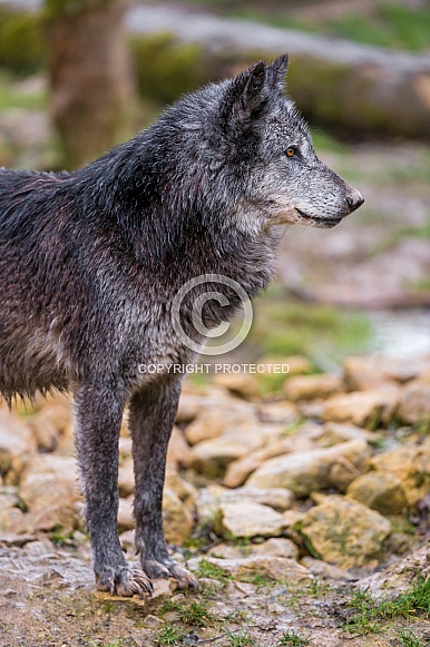 Grey Wolf in Dark Phase