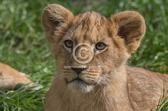 African Lion Cub (Panthera Leo)