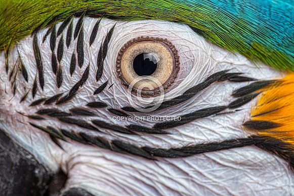 Macaw Eye