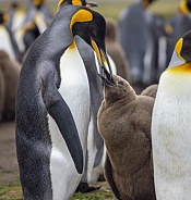 King Penguin feeding chick - Falklands