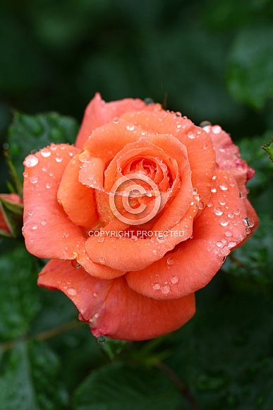 Orange Rose after a rain shower