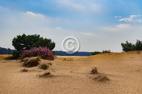 Sand drift in the Netherlands