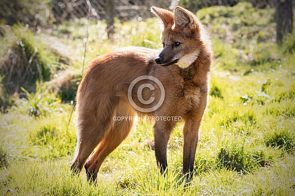 Maned Wolf Full Body Looking Over Shoulder