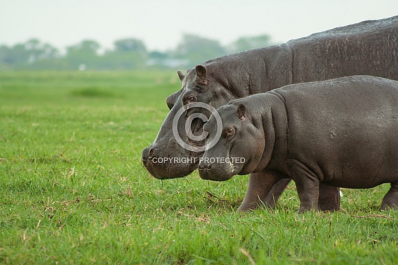 Hippo mother & daughter