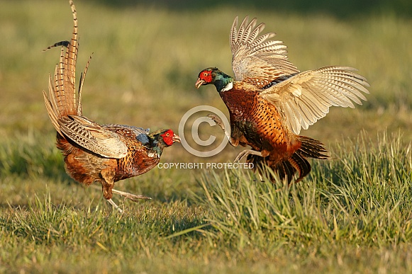 Pheasant Fight