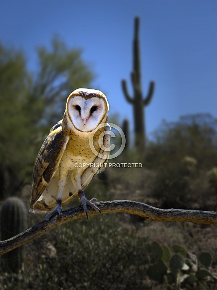 Barn Owl with Saguaro Background