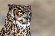 Great Horned Owl--Intent Look
