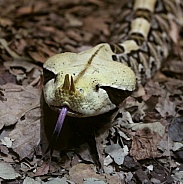 Gaboon Viper Snake